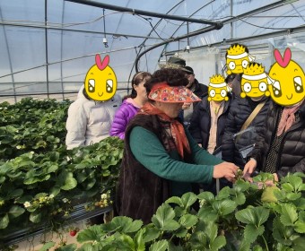 싱그러운 봄 햇살과 함께한 딸기따기 체험